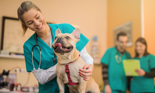 Veterinarian with dog