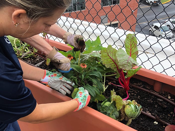 Day of Caring volunteers planting.