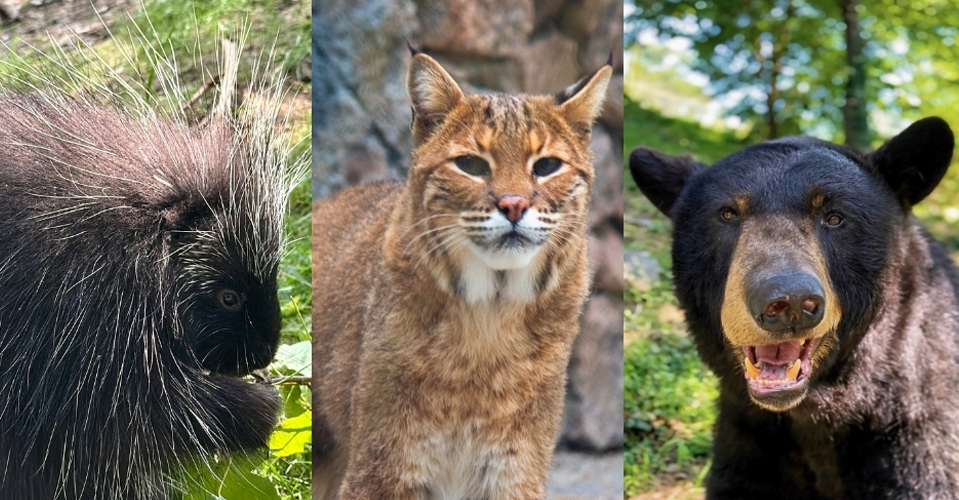 maymont animal 1