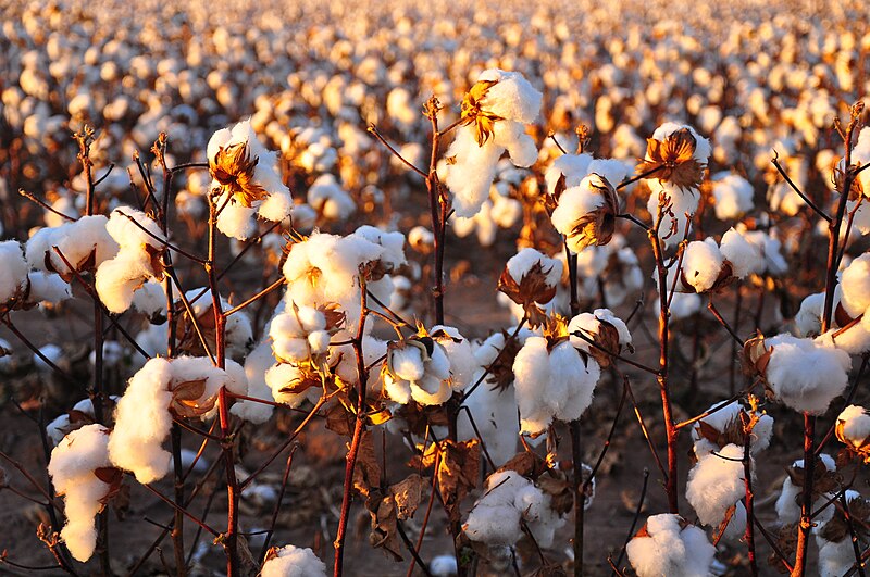 cotton
