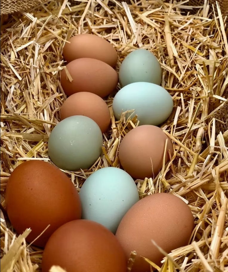 multicolored chicken eggs