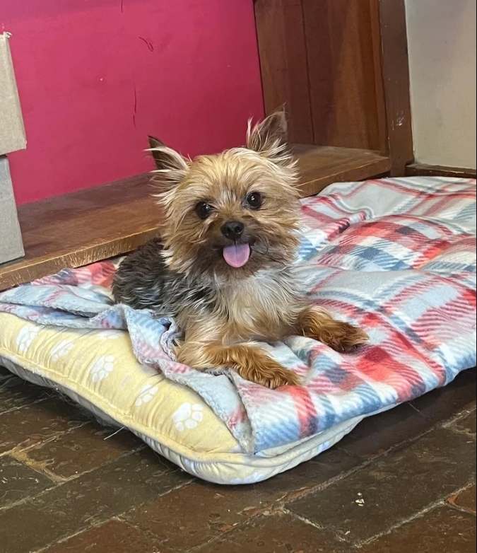 dog laying down