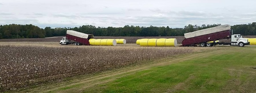 trucks carrying cotton