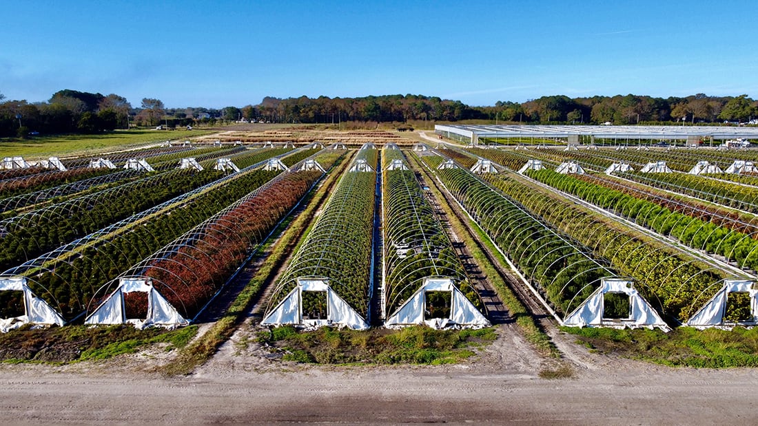 Tankard Nurseries